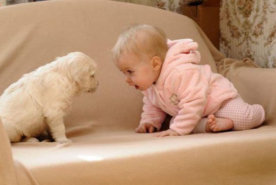 hala-bir-evcil-hayvaniniz-yok-mu